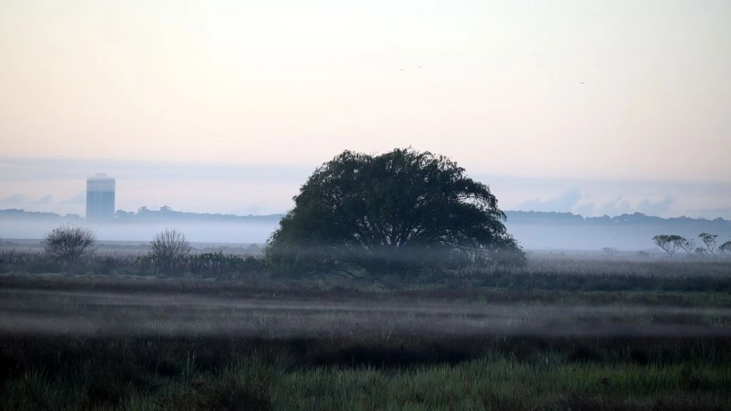 Dawn light over St Leonards Farm, White Park cattle grazing in the middle distance