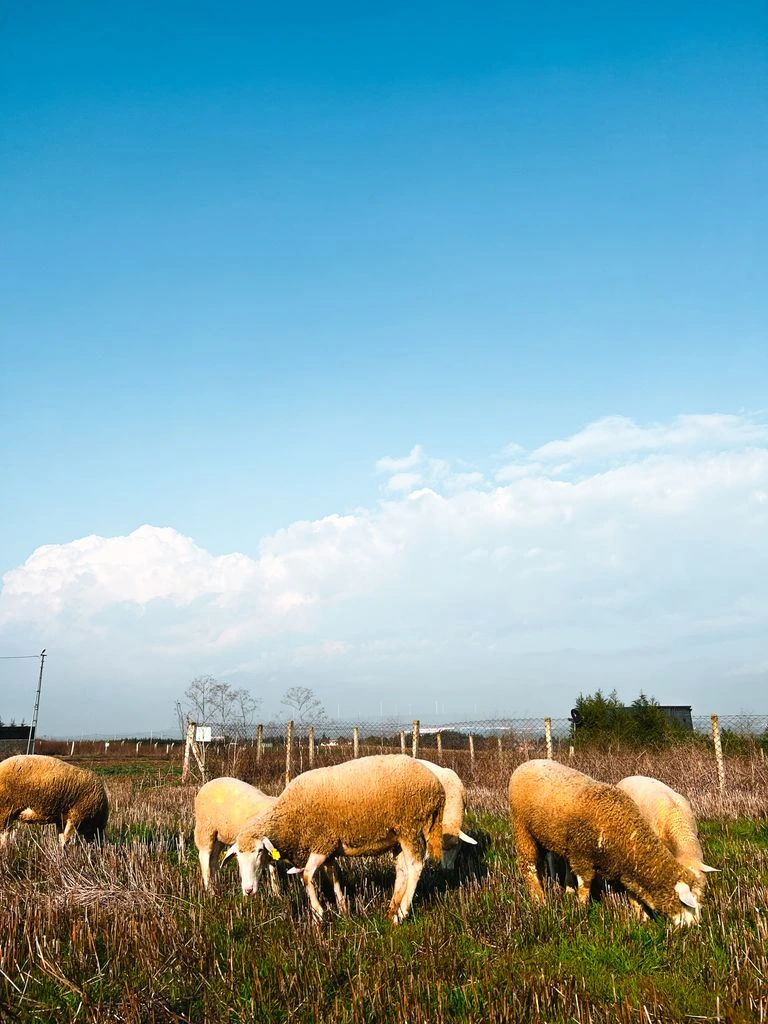 Portland sheep, portrait